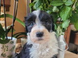 Femelles Bearded Collie LOF &agrave; vendre