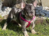 1 chiot femelle Bouledogue Français sylver merle à vendre, 2021 non LOF