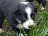 8 chiots de race Border Collie d'octobre 2021 non LOF à réserver
