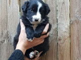 8 chiots de race Border Collie d'octobre 2021 non LOF à réserver