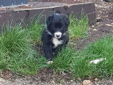 8 chiots de race Border Collie d'octobre 2021 non LOF à réserver