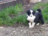 8 chiots de race Border Collie d'octobre 2021 non LOF à réserver