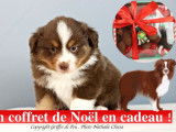 Chiots Berger Australien Miniature LOF à vendre