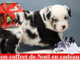 Chiots Berger Australien Miniature LOF à réserver