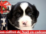 Chiots Berger Australien Miniature LOF à réserver