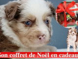 Chiots Berger Australien Miniature LOF à réserver