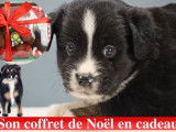 Chiots Berger Australien Miniature LOF à réserver