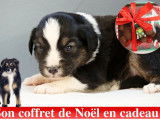 Chiots Berger Australien Miniature LOF à réserver