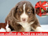 Chiots Berger Australien Miniature LOF à réserver