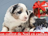 Chiots Berger Australien Miniature LOF à réserver