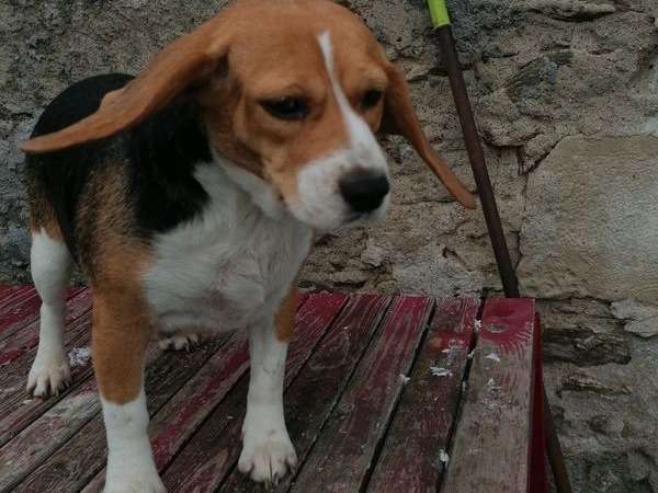 Un chienne Beagles de 3 ans au pelage tricolore en vente (non LOF)