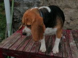 Un chienne Beagles de 3 ans au pelage tricolore en vente (non LOF)