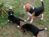 Un chienne Beagles de 3 ans au pelage tricolore en vente (non LOF)