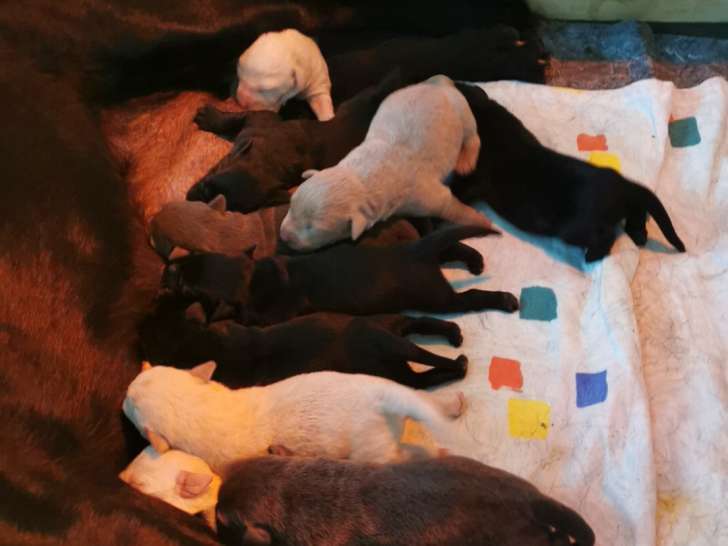 10 chiots Labrador Retrievers à vendre (7 Femelles & 3 Mâles)