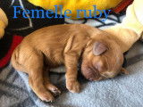 2 chiots mâles Cavalier King Charles Ruby roux de 2021, non LOF à réserver