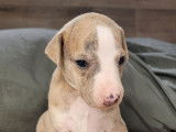 Élégants chiots Whippets mâles LOF sable bringé bleu, nés en novembre 2021, disponibles fin janvier 2022