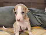 Élégants chiots Whippets mâles LOF sable bringé bleu, nés en novembre 2021, disponibles fin janvier 2022