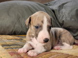 Élégants chiots Whippets mâles LOF sable bringé bleu, nés en novembre 2021, disponibles fin janvier 2022