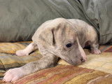 Élégants chiots Whippets mâles LOF sable bringé bleu, nés en novembre 2021, disponibles fin janvier 2022