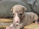 Élégants chiots Whippets mâles LOF sable bringé bleu, nés en novembre 2021, disponibles fin janvier 2022