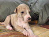 Élégants chiots Whippets mâles LOF sable bringé bleu, nés en novembre 2021, disponibles fin janvier 2022