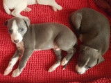Superbes chiots Whippets LOF disponibles à partir du 5 février 2022