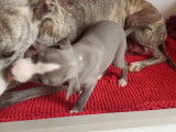 Superbes chiots Whippets LOF disponibles à partir du 5 février 2022