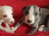 Superbes chiots Whippets LOF disponibles à partir du 5 février 2022