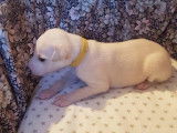 Superbes chiots Whippets LOF disponibles à partir du 5 février 2022
