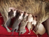 Superbes chiots Whippets LOF disponibles à partir du 5 février 2022
