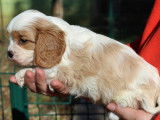 Chiots Cavalier King Charles Spaniel LOF &agrave; vendre
