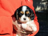 Chiots Cavalier King Charles Spaniel LOF &agrave; vendre