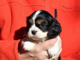 Chiots Cavalier King Charles Spaniel LOF &agrave; vendre