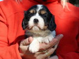 Chiots Cavalier King Charles Spaniel LOF &agrave; vendre
