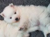 Sublimes chiots femelles Spitz Japonais LOF, blancs, à réserver pour décembre 2021