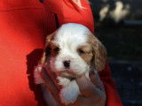 Chiot Cavalier King Charles Spaniel blenheim LOF &agrave; vendre