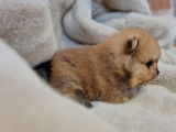 Exceptionnel chiot mâle Spitz Allemand Poméranien LOF crème-or : disponible en décembre 2021