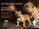 Etalon Bouledogue Français fauve LOF disponible pour saillie