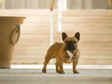Etalon Bouledogue Français fauve LOF disponible pour saillie