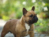 Etalon Bouledogue Français fauve LOF disponible pour saillie