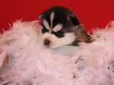 Chiots Husky Sib&eacute;rien LOF &agrave; r&eacute;server