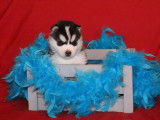 Chiots Husky Sib&eacute;rien LOF &agrave; r&eacute;server