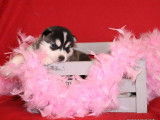 Chiots Husky Sib&eacute;rien LOF &agrave; r&eacute;server