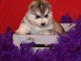 Chiots Husky Sib&eacute;rien LOF &agrave; r&eacute;server