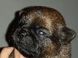 Chiots Griffon Bruxellois LOF à vendre
