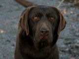 Chienne Labrador Retriever chocolat à vendre