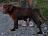 Chienne Labrador Retriever chocolat à vendre