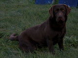 Chienne Labrador Retriever chocolat à vendre
