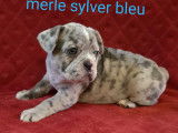 4 chiots Bouledogues Français à réserver