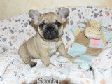 Vente d&rsquo;un chiot Bouledogue Fran&ccedil;ais m&acirc;le de couleur sable (LOF)